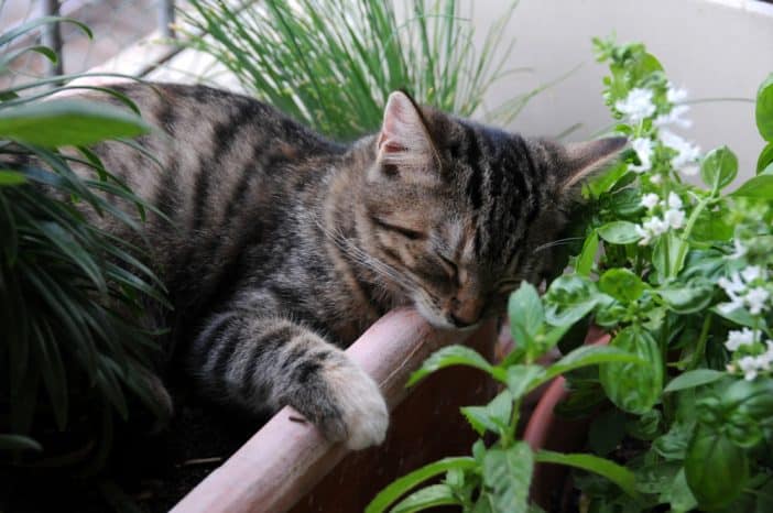 Balkon Katze sichern