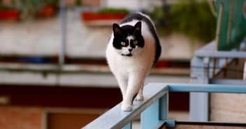 Den Balkon katzensicher machen – Die Katzenoase im Freien Balkon katzensicher machen