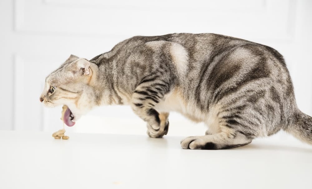 en oder Durchfall, aber auch Fieber weisen auf die Ursache für Bauchschmerzen bei der Katze hin