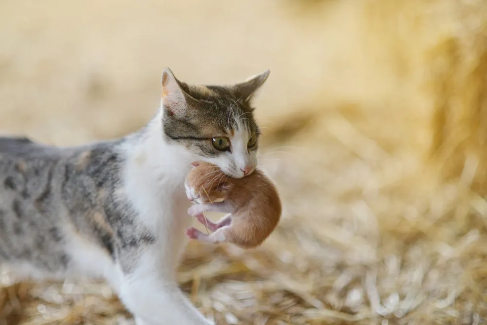 Bauernhof Katzen