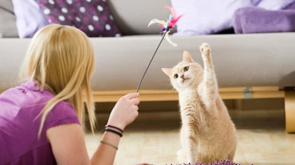 Bewegung hilft gegen Übergewicht bei Katzen