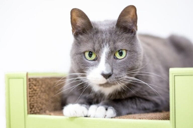 Bicolor Katze