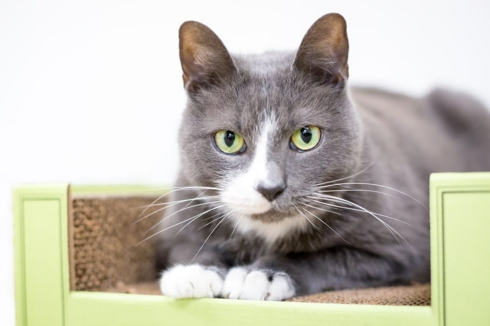 Bicolor Katze
