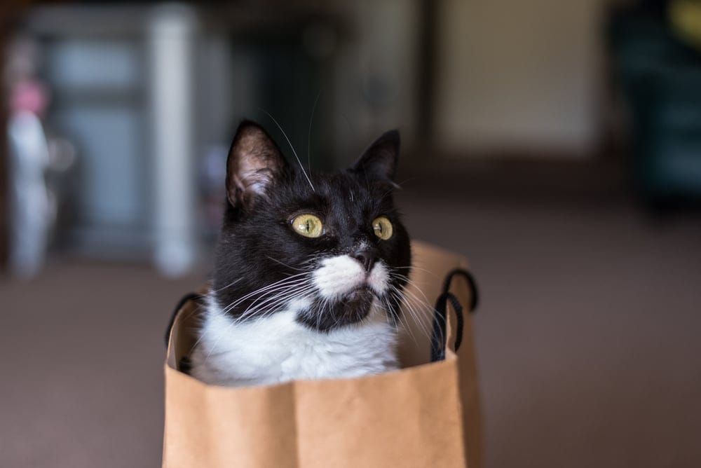 Bicolor Katzen Charakter