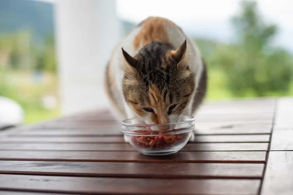 Bio Katzenfutter Test