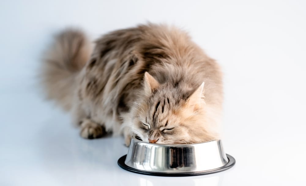 Bio Katzenfutter Test