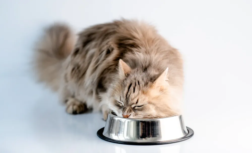 Bio Katzenfutter Test