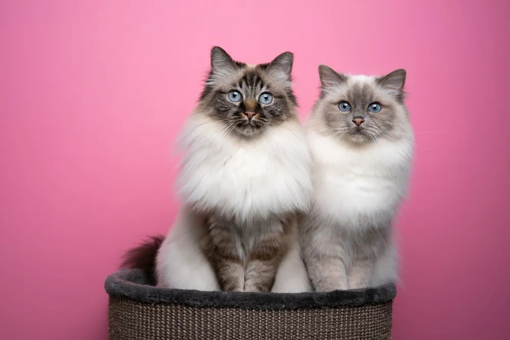 Birmakatzen sind Point-Katzen, im Gesicht, an den Beinen und dem Schwanz ist das Fell dunkler