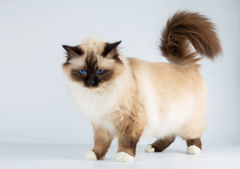 Birmakatze Rasse Portrait