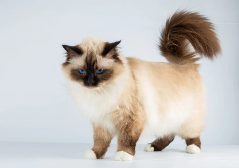 Birmakatze Rasse Portrait