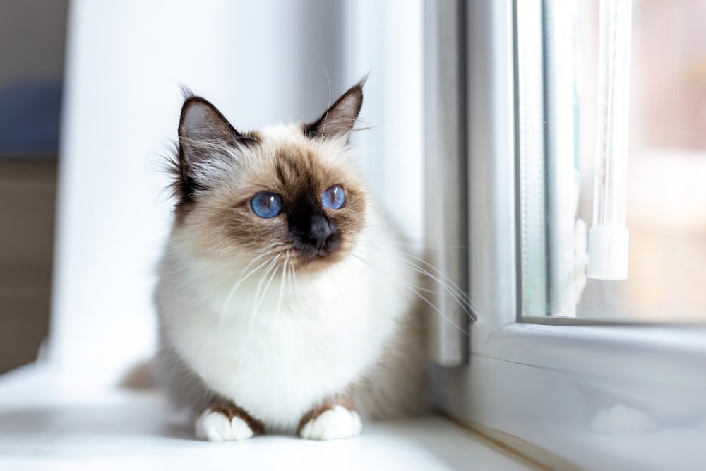Birmakatzen sind zwar sehr menschen-bezogen, ohne einen Artgenossen wird die Schönheit trotzdem schnell unglücklich