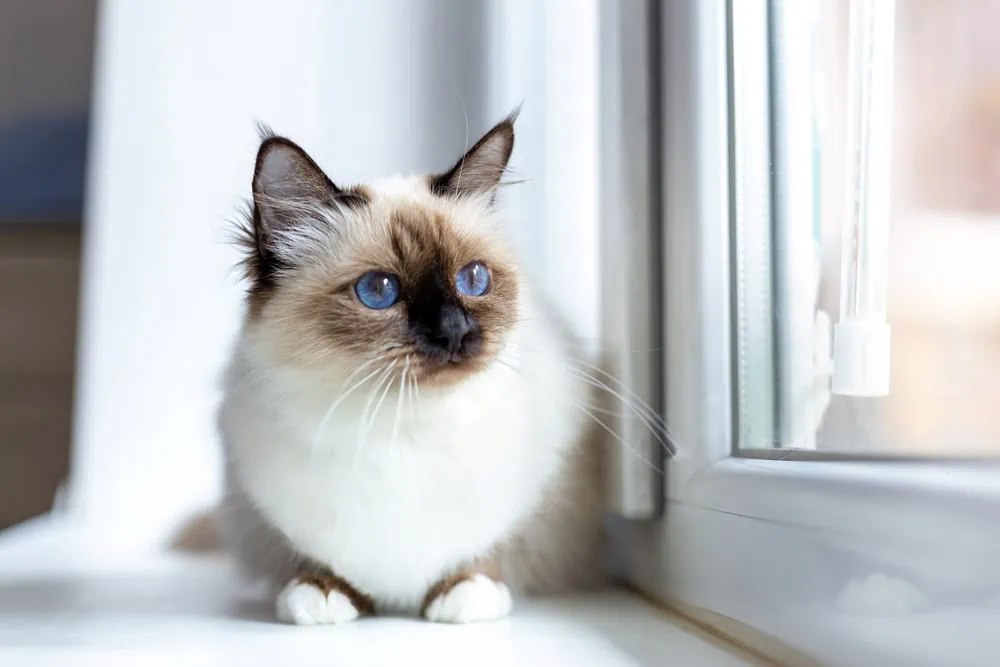 Birmakatzen sind zwar sehr menschen-bezogen, ohne einen Artgenossen wird die Schönheit trotzdem schnell unglücklich