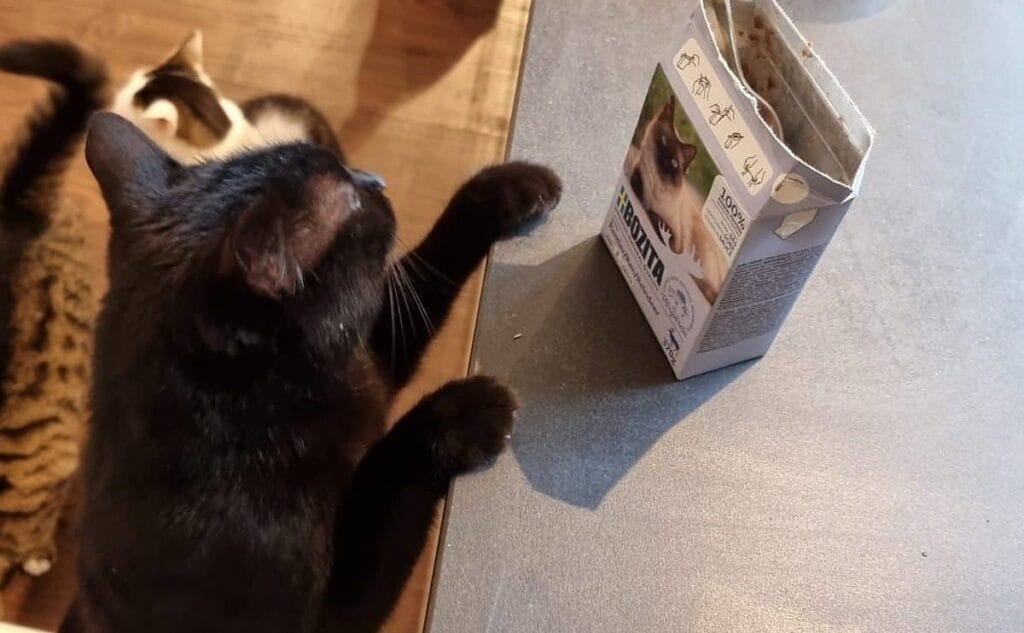 Bozita Nassfutter für Katzen Test