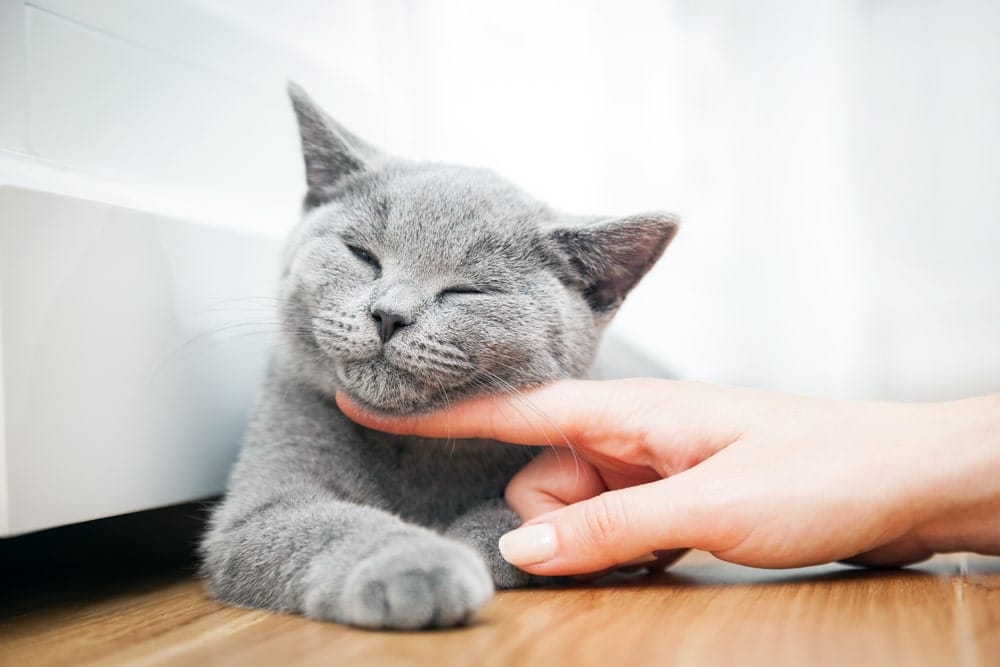 Eine Britisch Kurzhaar Katze genießt das Streicheln ihres Menschen