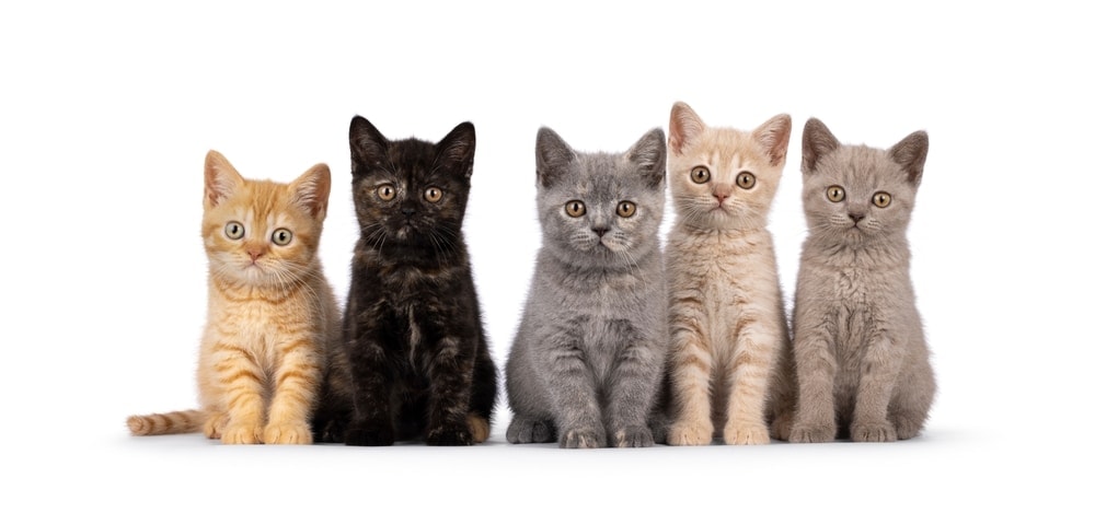 British Shorthair Katzen, verschiedene Fellfarben