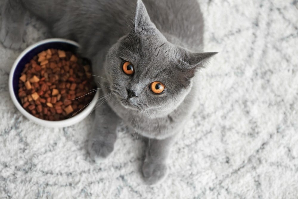 Britisch Kurzhaar Katze Trockenfutter oder Nassfutter