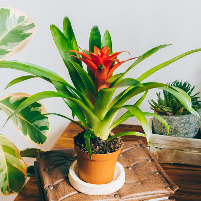 Bromelien sind ungiftig für Haustiere