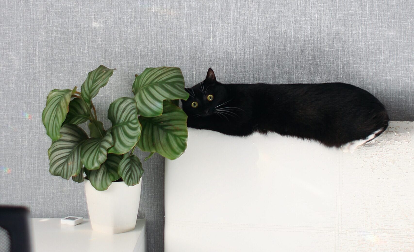 Ist die Calathea giftig für Katzen? • katzenkram
