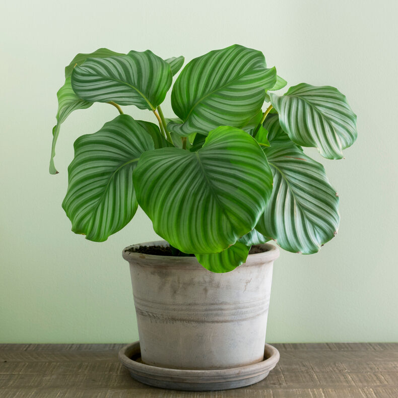 Calathea ungiftig für Katzen
