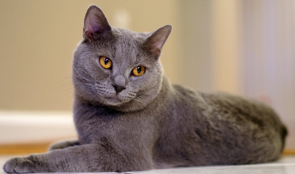 Graue Katze: Chartreux