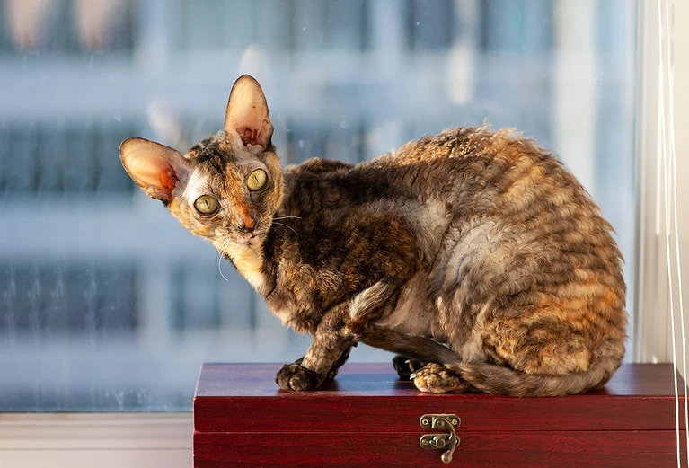 Cornish Rex Katze im Portrait
