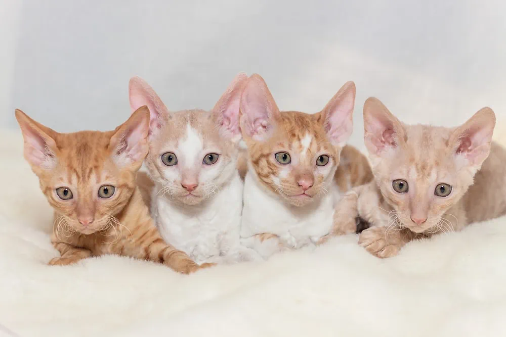 Cornish Rex Katze kaufen