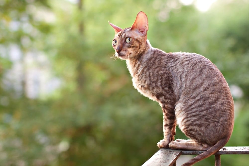 Cornish Rex Katzenrasse