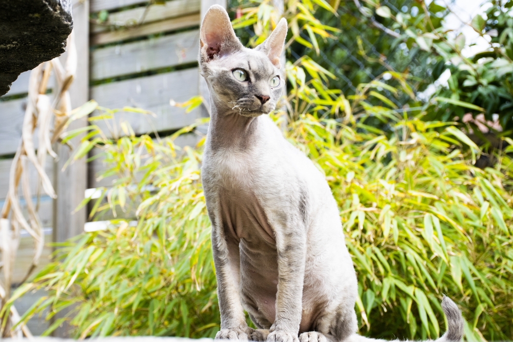 Devon Rex Katze Haltung