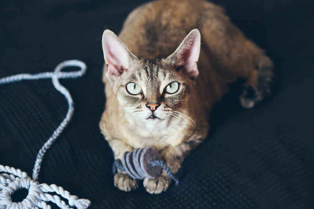 Devon Rex Charakter