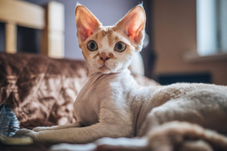 Devon Rex - Devon Rex Rassebeschreibung