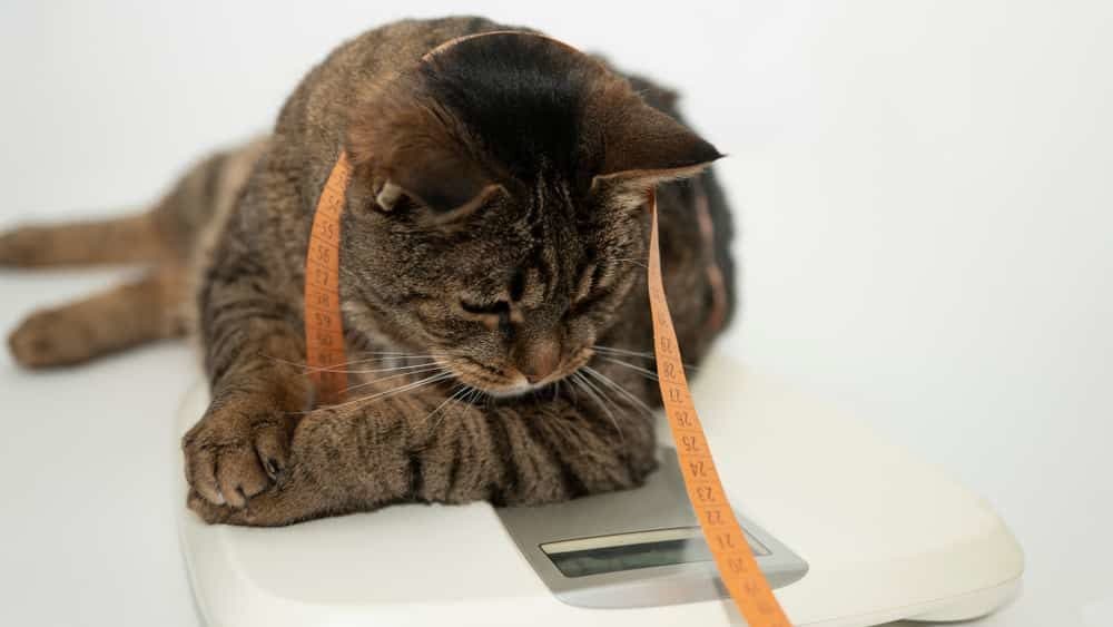 Diät bei Katzen