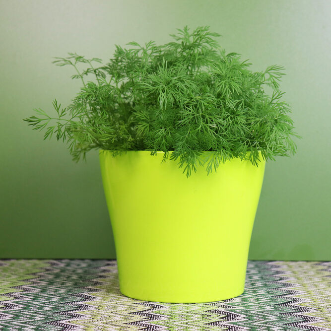 Dill