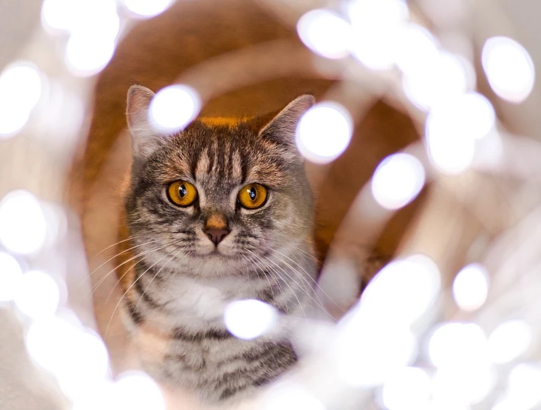 Disney Katzennamen