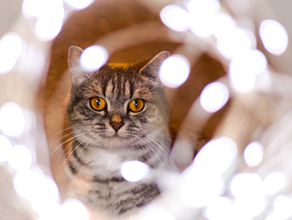 Disney Katzennamen