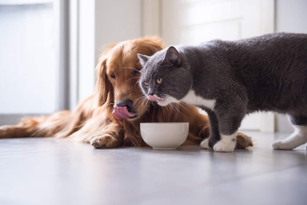 Dürfen Katzen Hundefutter essen