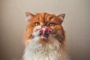 Dürfen Katzen Milch trinken?