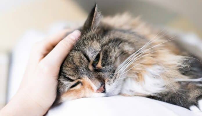 Durchfall Bei Katzen Das Ist Zu Tun Schritt Für Schritt