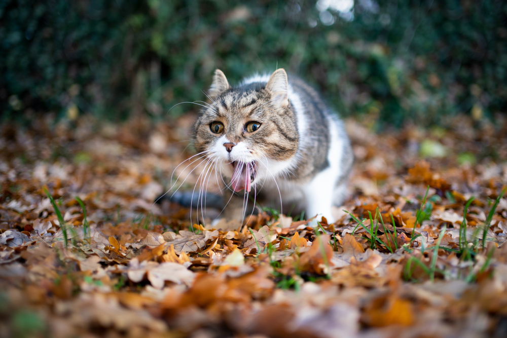 Erbrechen bei der Katze