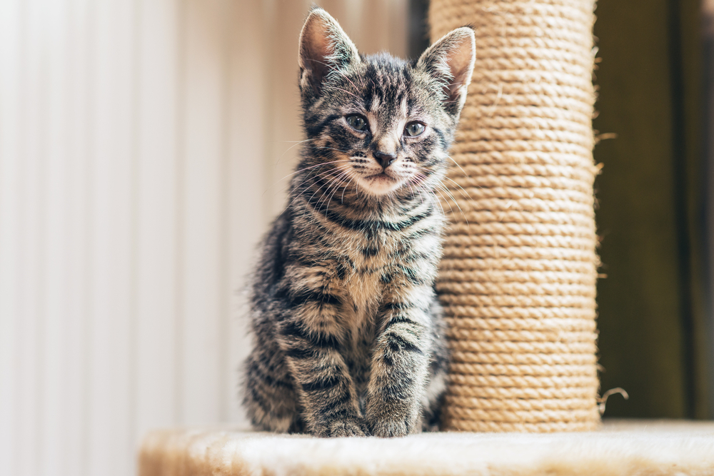Erfolg - Katzen aneinander gewöhnen