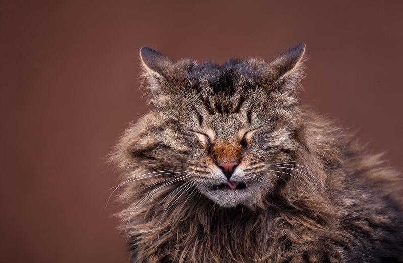 Erkältung bei Katzen