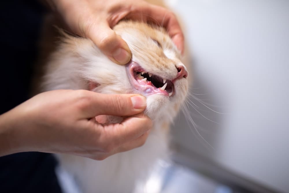 FORL bei Katzen Geliebte Katze FORL bei Katzen Geliebte Katze