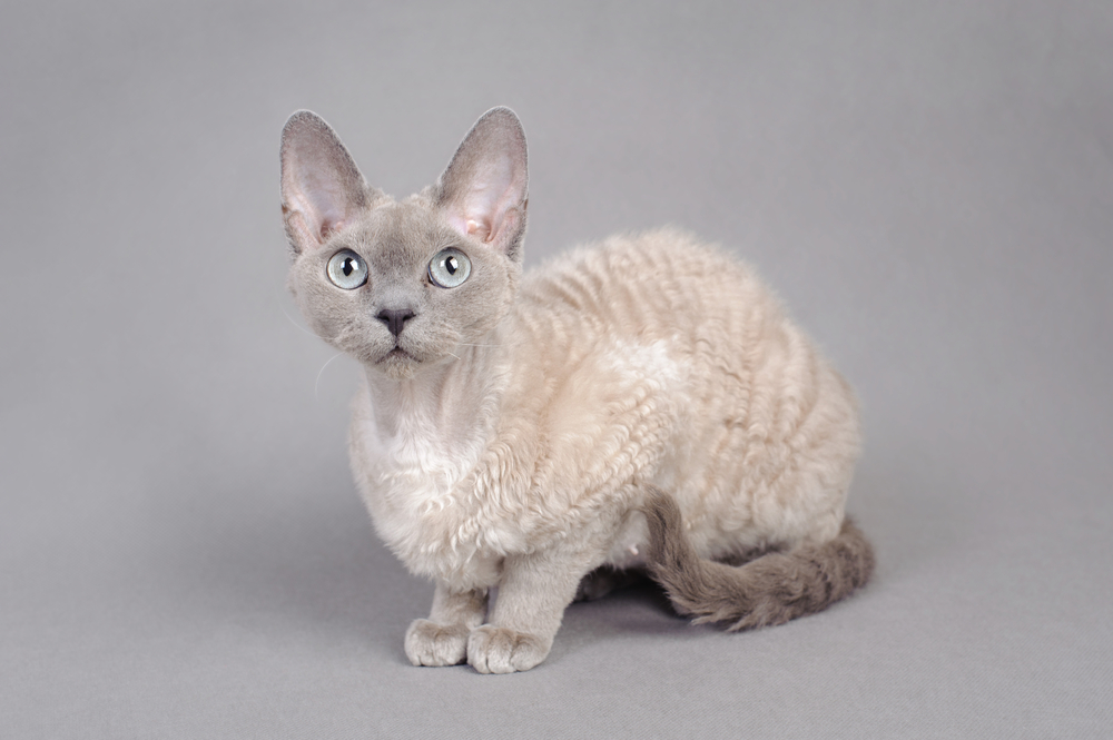 Fellstruktur Devon Rex