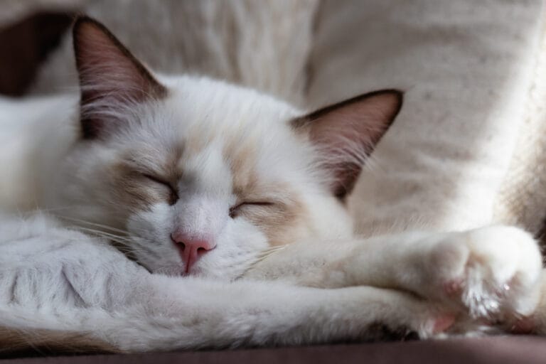 Fiebermessen bei Katzen