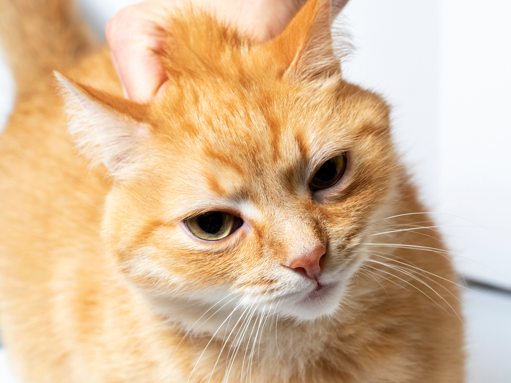Foto Katzen Nackengriff