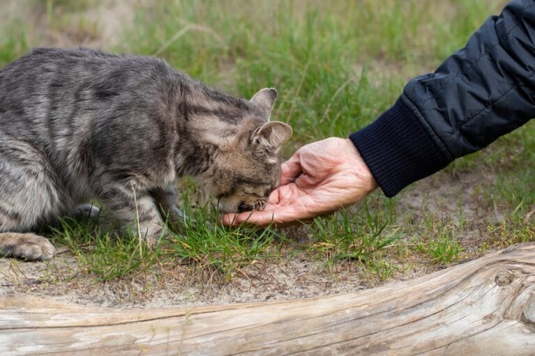 Fremde Katzen füttern