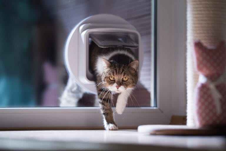 Fremde Katze im Haus