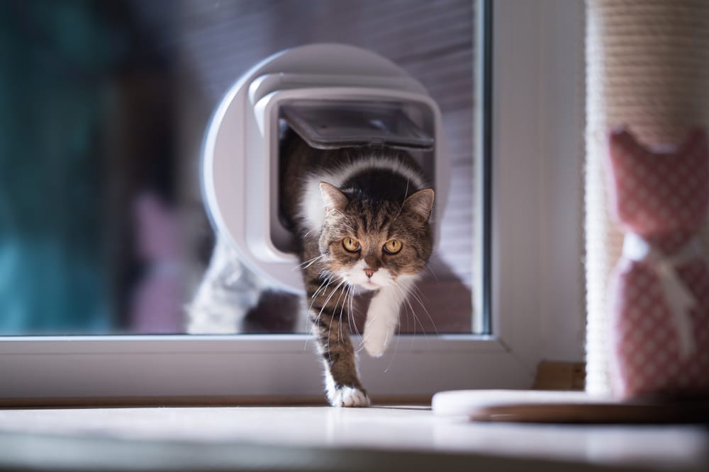 Fremde Katze im Haus
