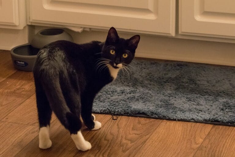Fremde Katze im Haus Tipps gegen ungebetenen Besuch