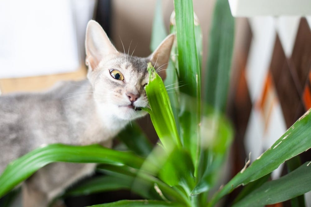 Alternativen zur Glücksfeder: Für Katzen ungiftige Zimmerpflanzen