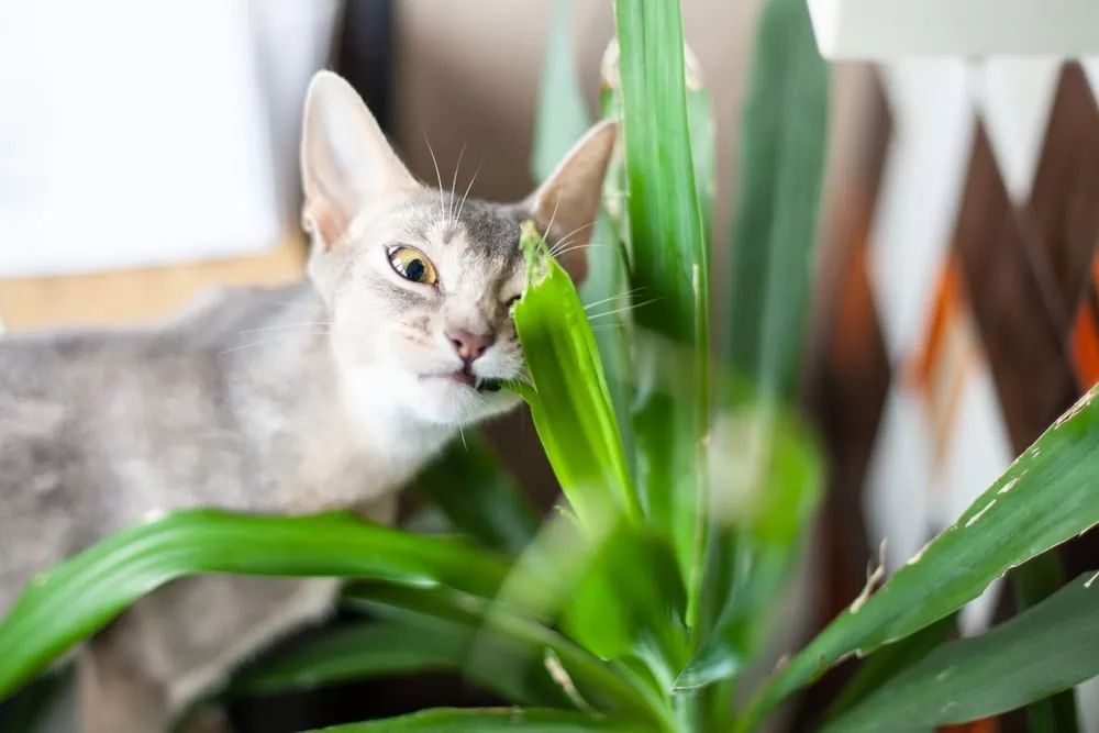 Alternativen zur Glücksfeder: Für Katzen ungiftige Zimmerpflanzen